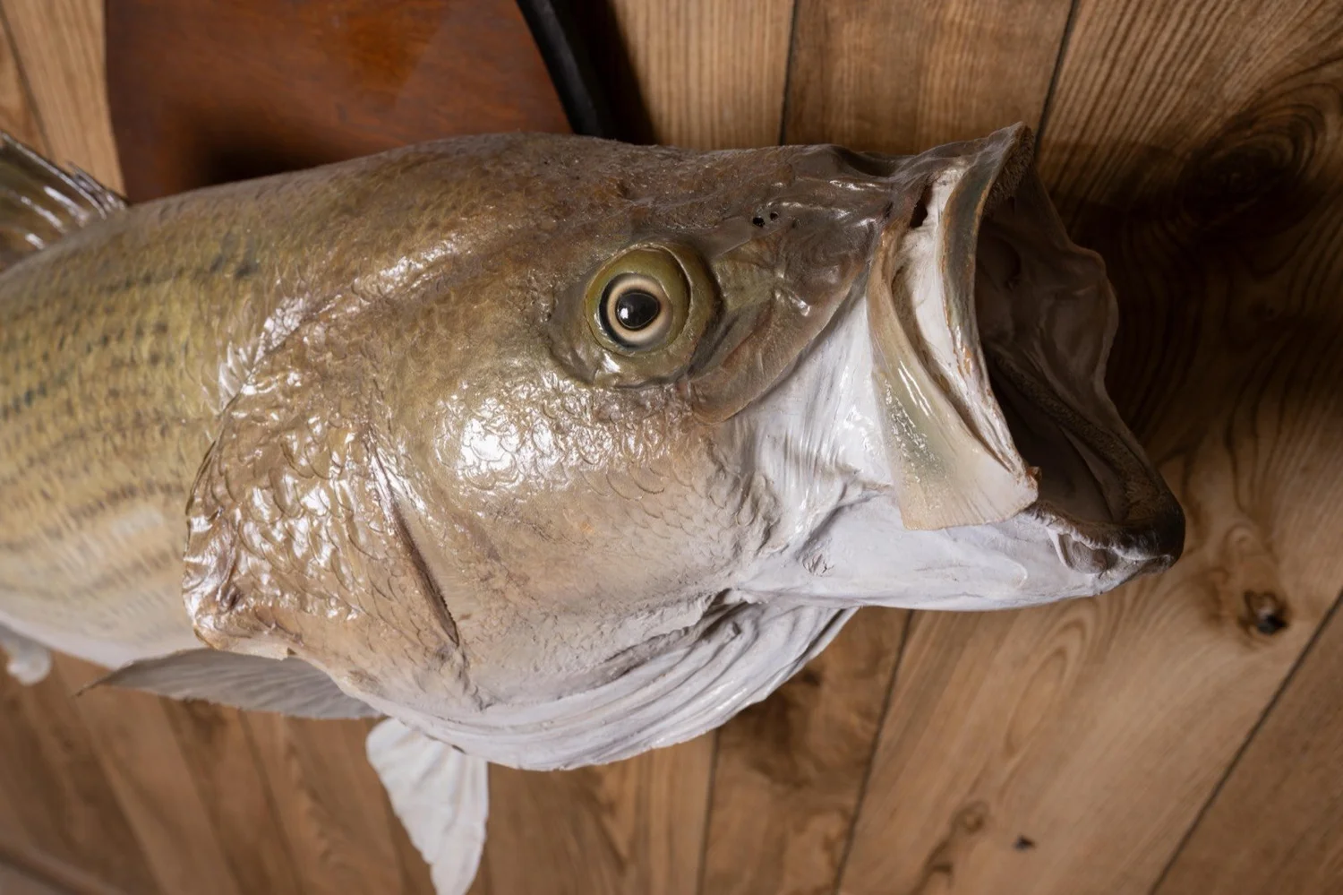 Striped Bass, 32.5 lbs, 40", view 4