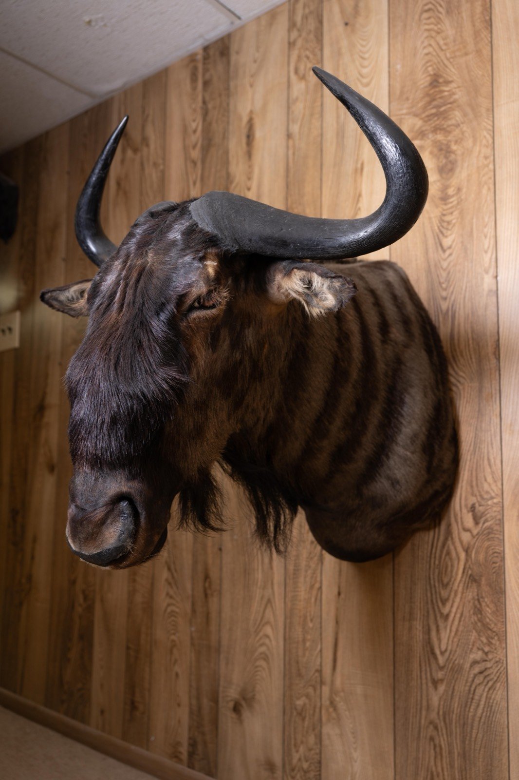 Blue Wildebeest, view 4