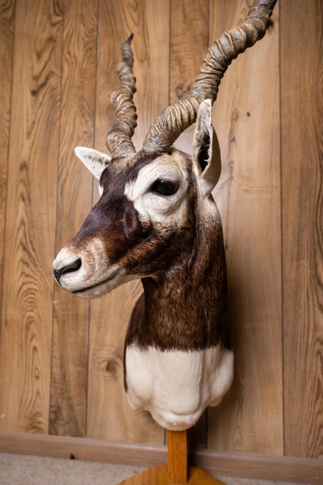 Blackbuck, pedestal mount, view 3