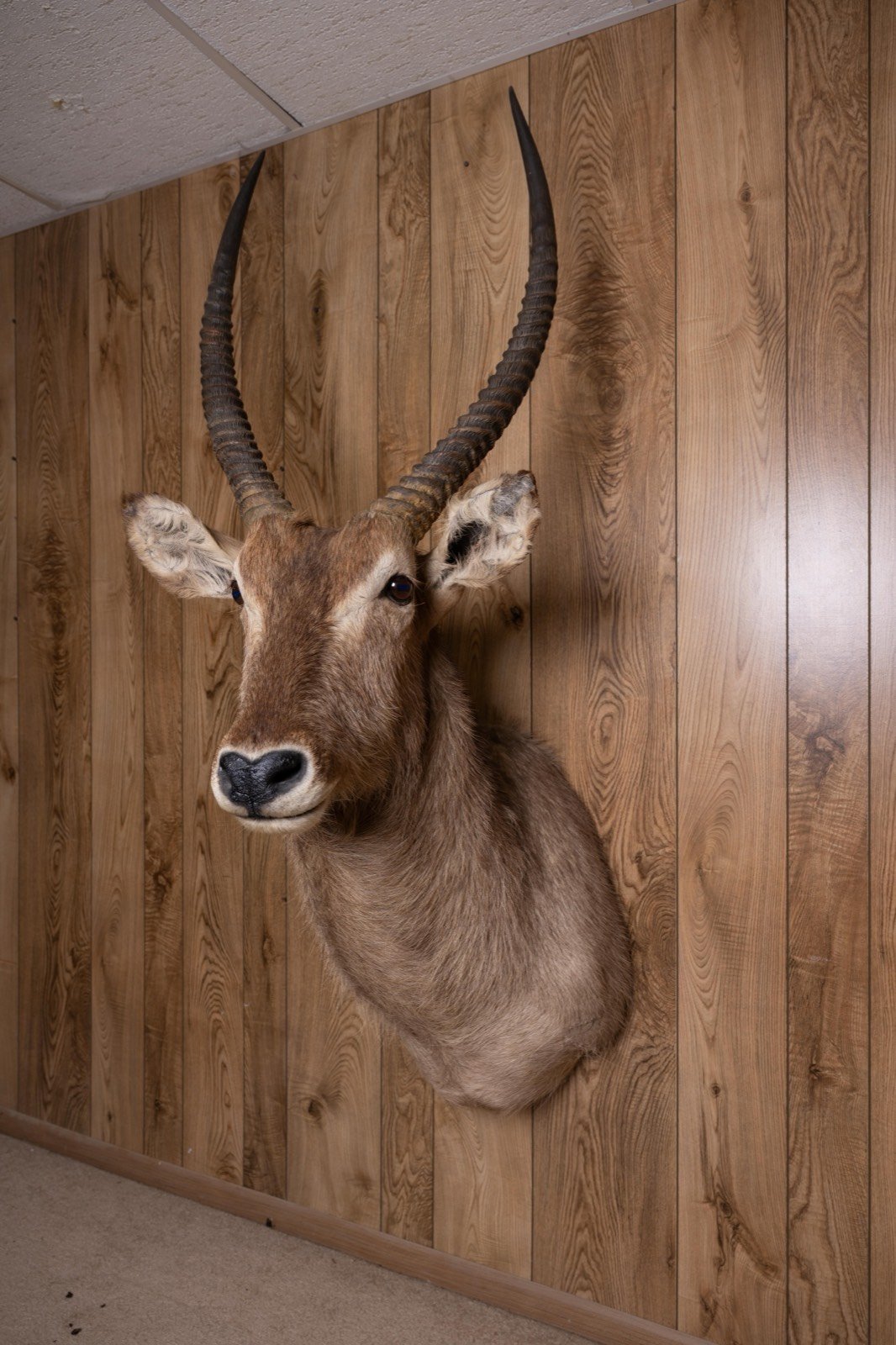 Waterbuck, slight left turn shoulder mount, view 4