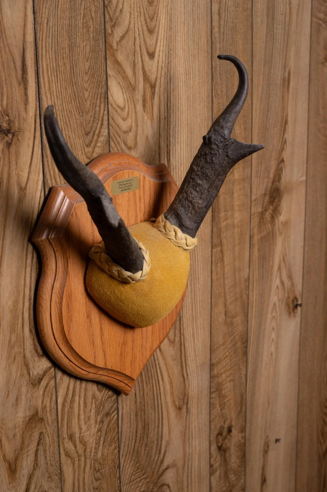 Pronghorn Antelope, 13" horn mount on oak panel, view 4
