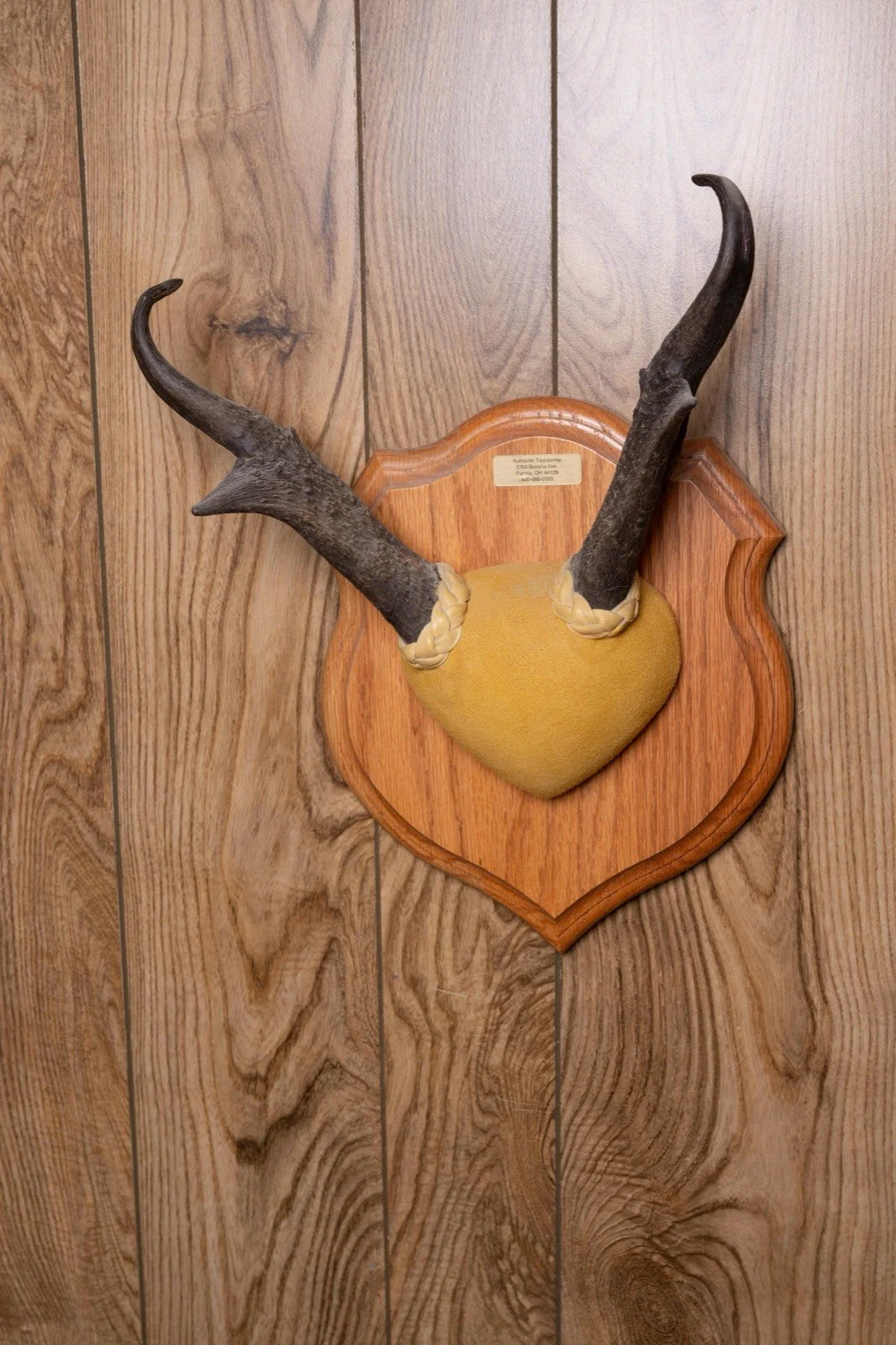 Pronghorn Antelope, 13" horn mount on oak panel, view 2