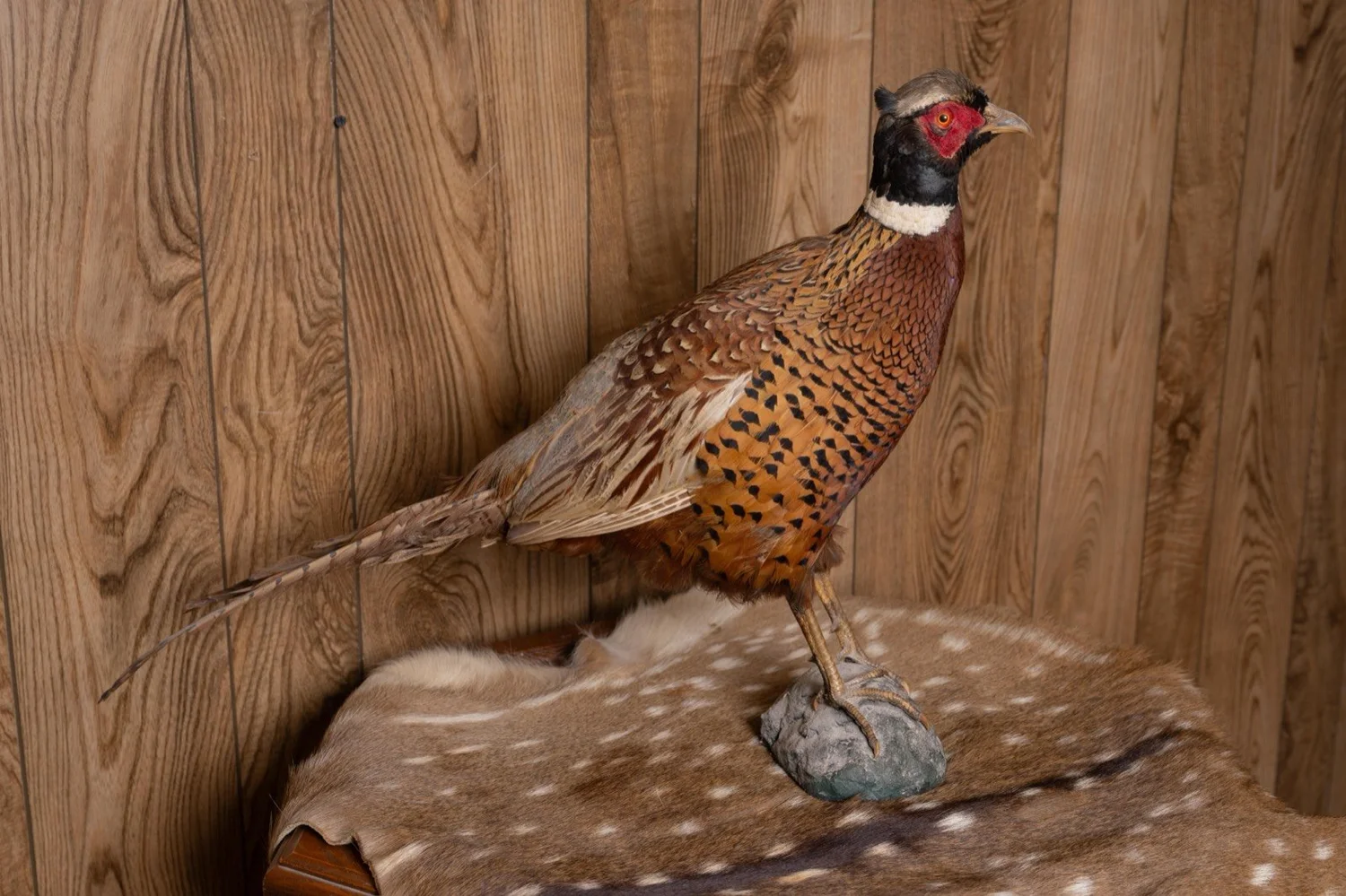 Ring-necked Pheasant, view 2