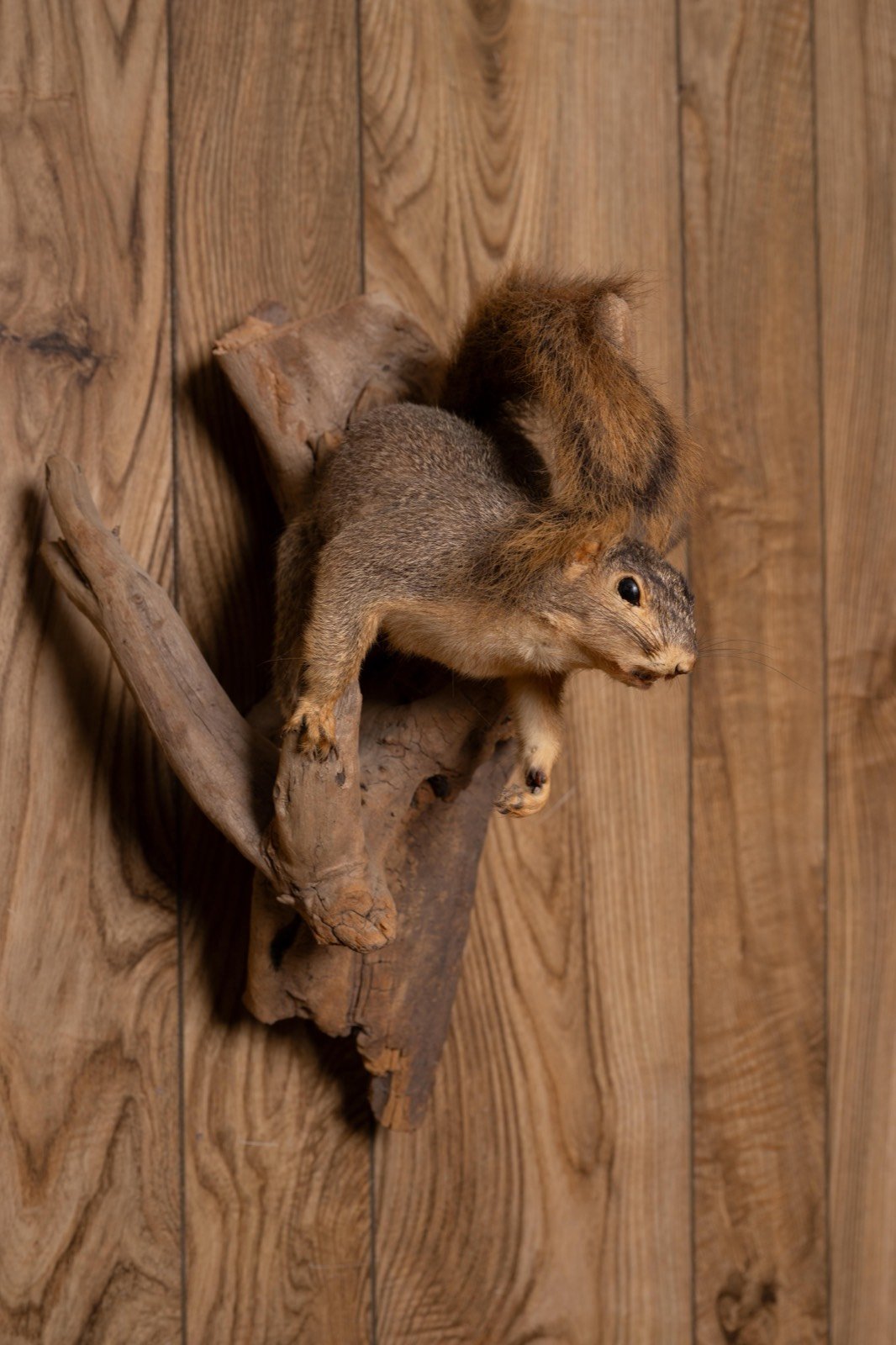 Squirrel sitting in branch, view 1