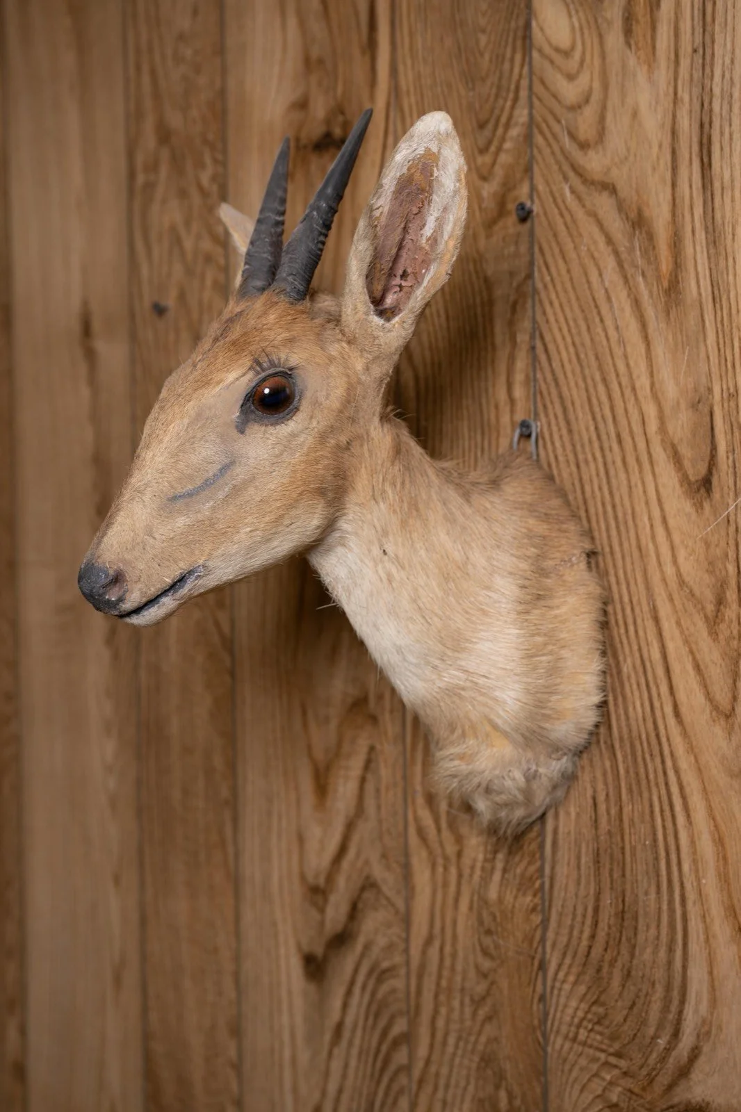 Dik-Dik, straight upright shoulder mount, view 2