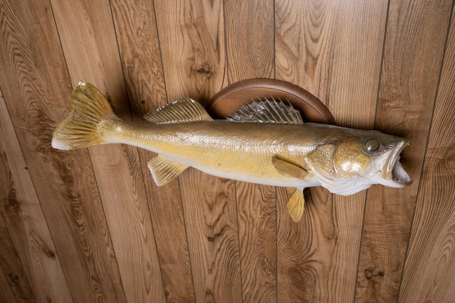 Walleye, 28", view 3