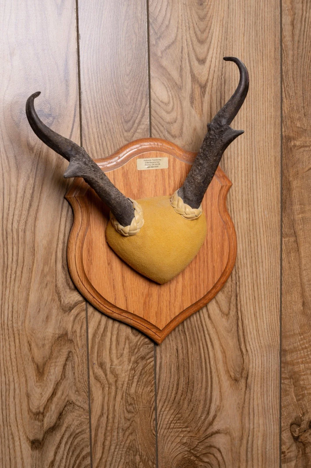 Pronghorn Antelope, 13" horn mount on oak panel, view 3