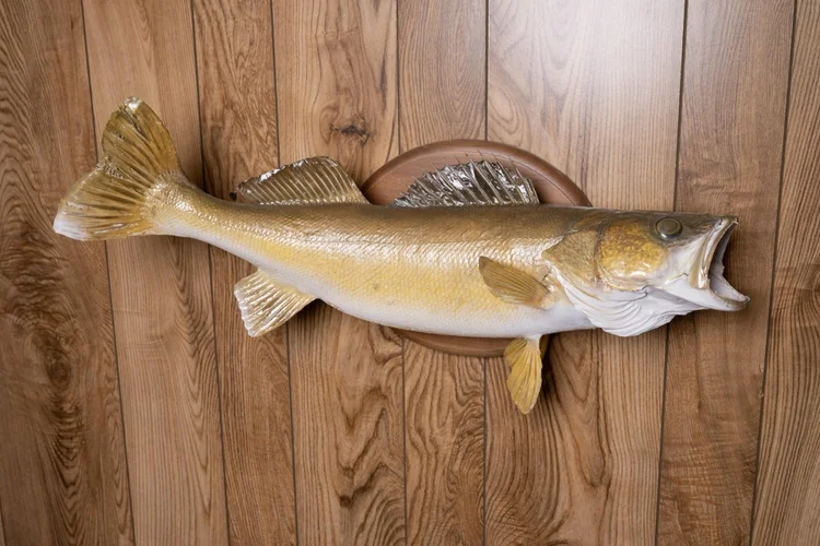Walleye, 28"