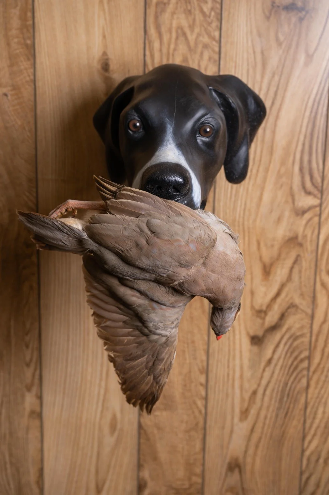 Bird dog head mounts with game birds, view 2