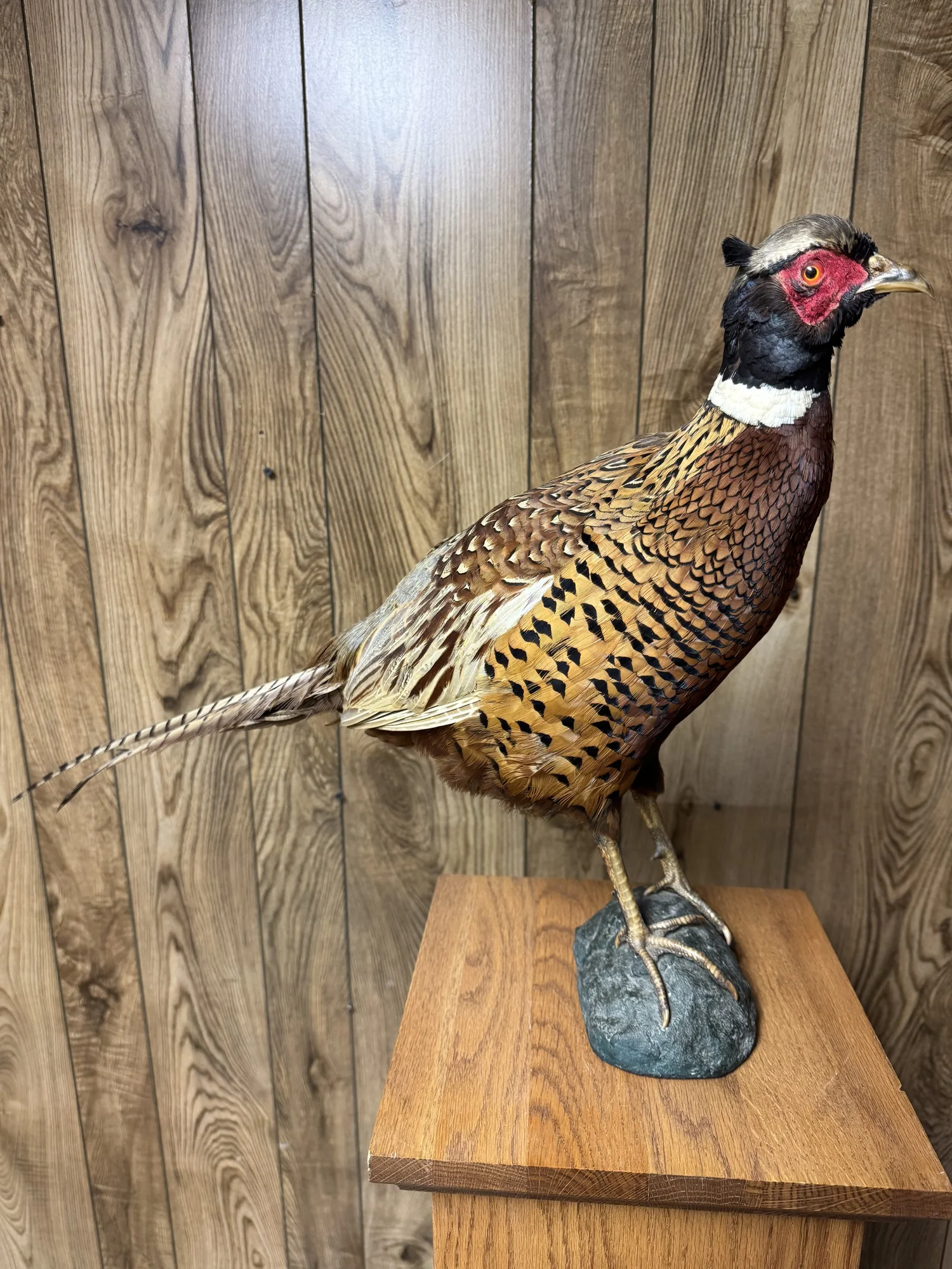Ring-necked Pheasant, view 1