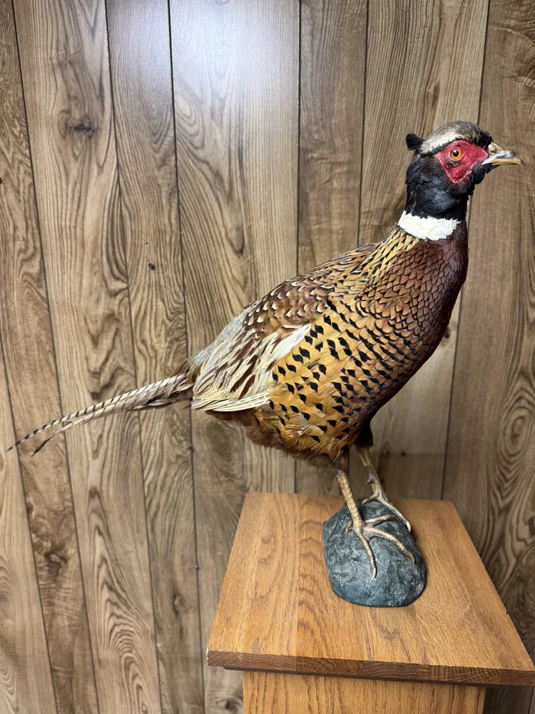 Ring-necked Pheasant