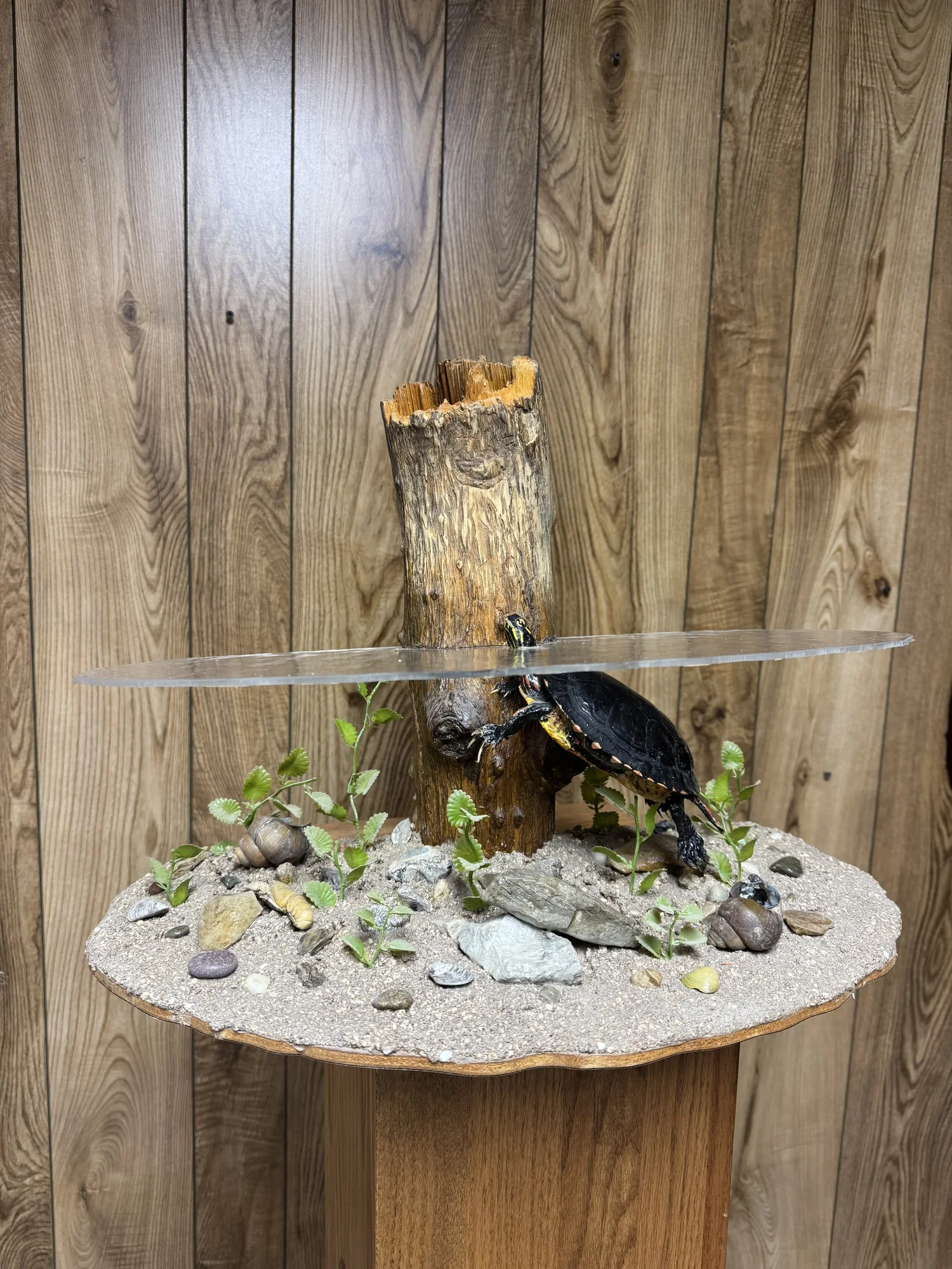 Aquarium scene with painted turtle, 18" top, 7" tall, view 2