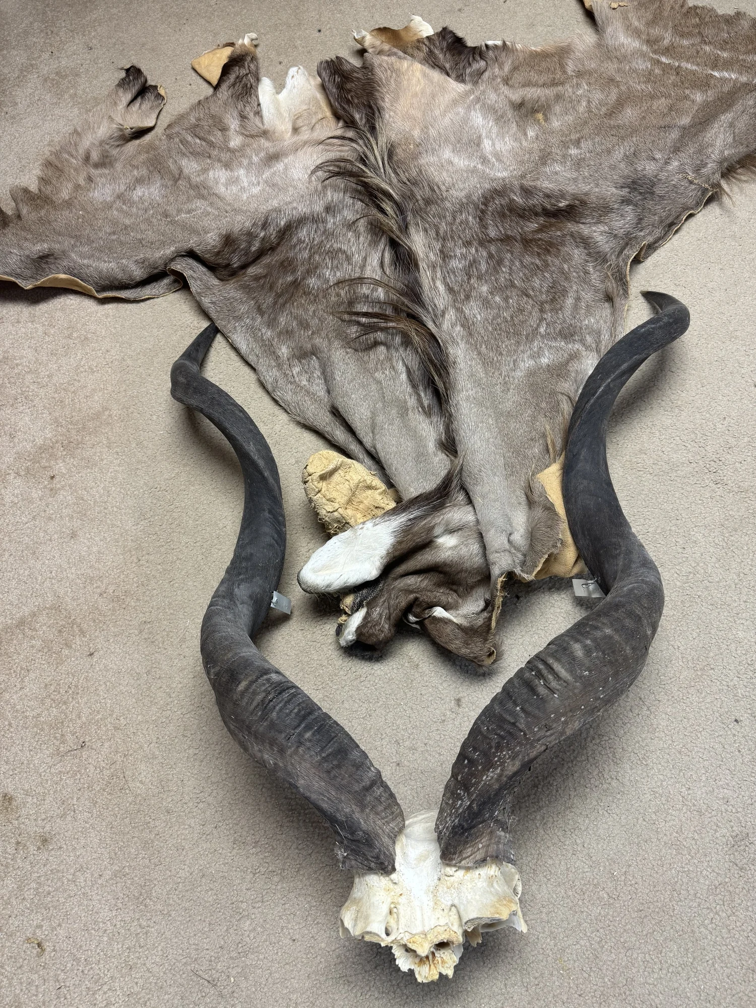 Greater Kudu skull, horns and tanned cape, view 1