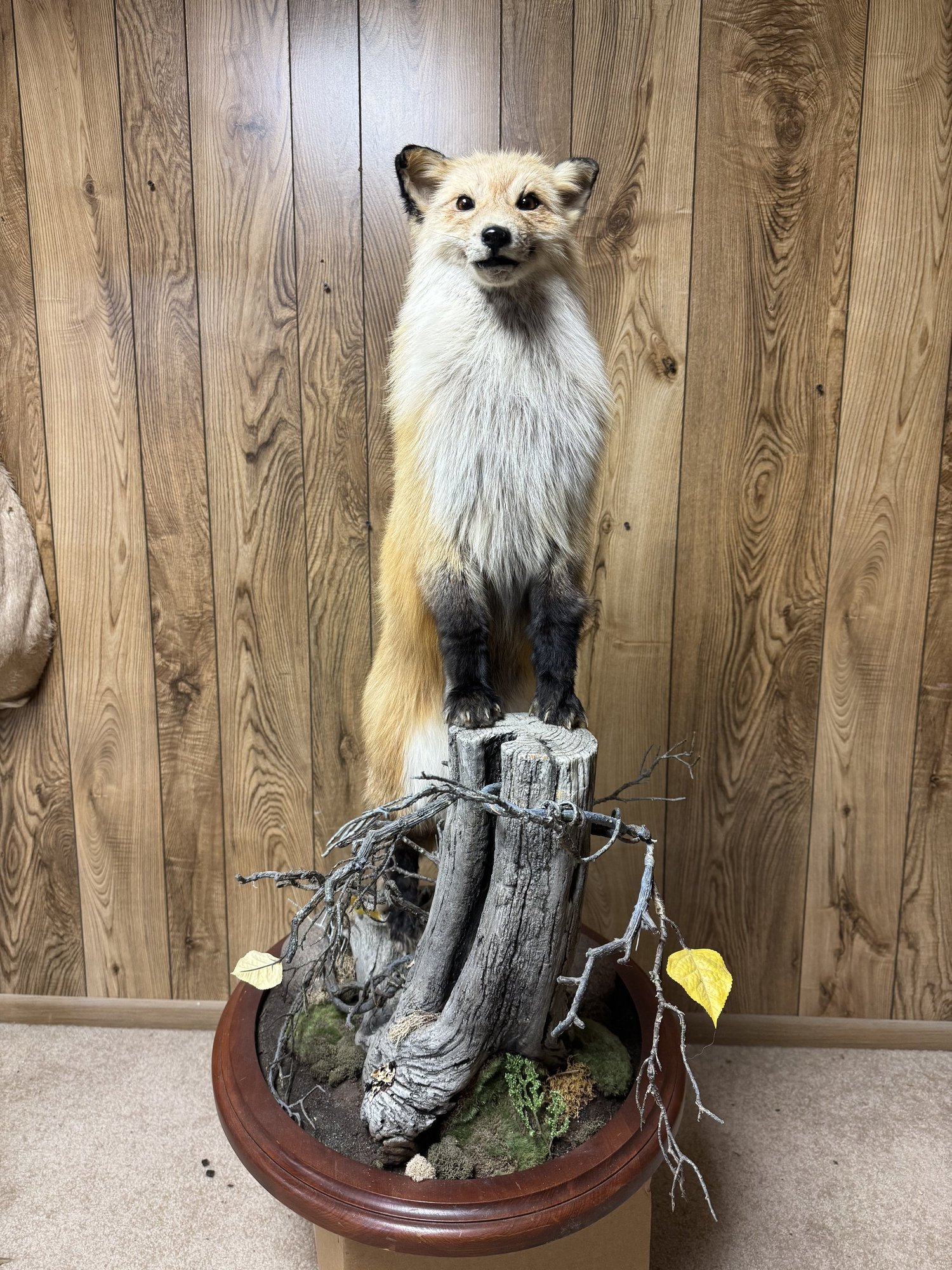 Red Fox in habitat scene, view 1
