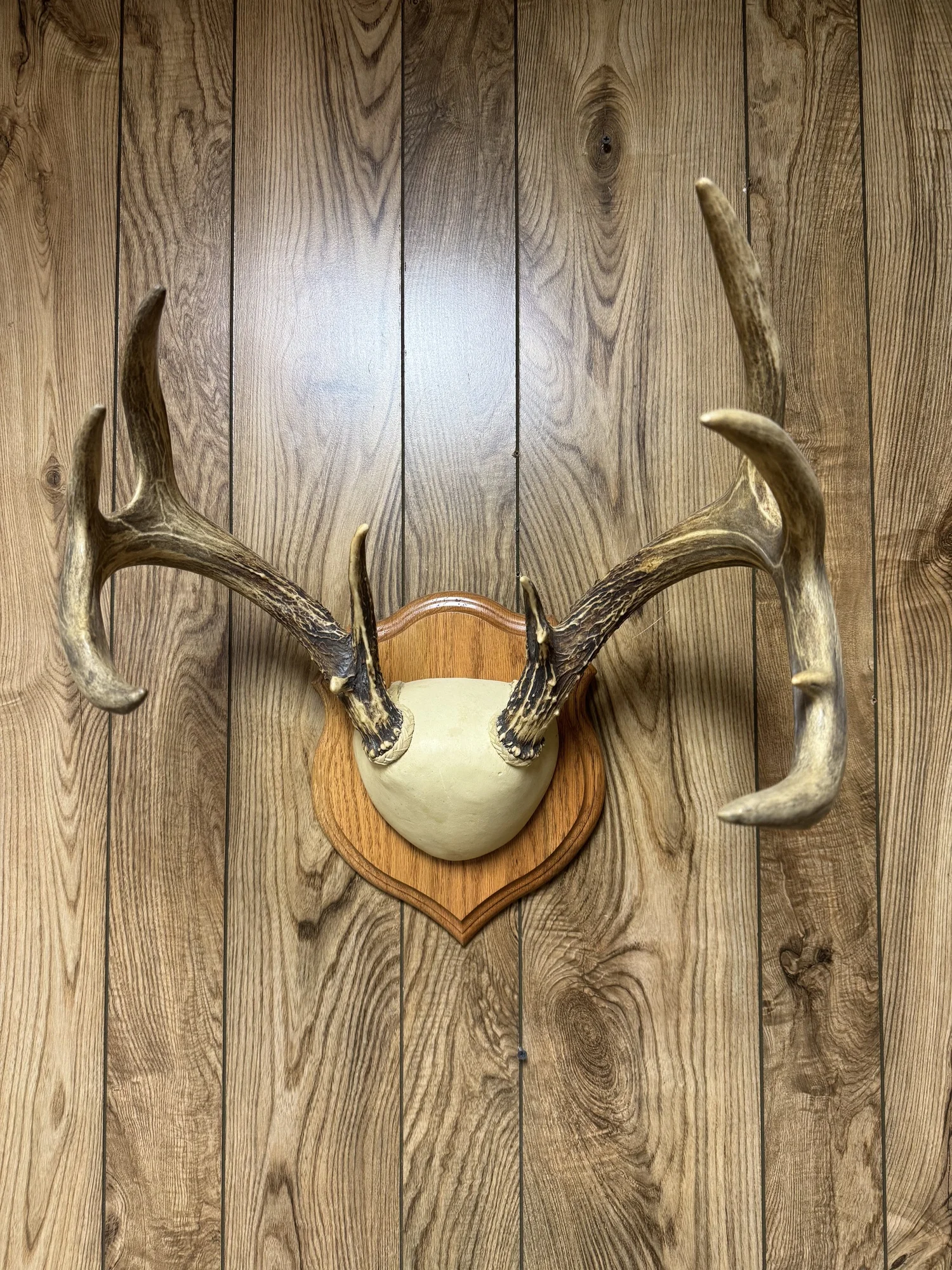 Whitetail deer antler mount on oak panel, 9 point, view 1