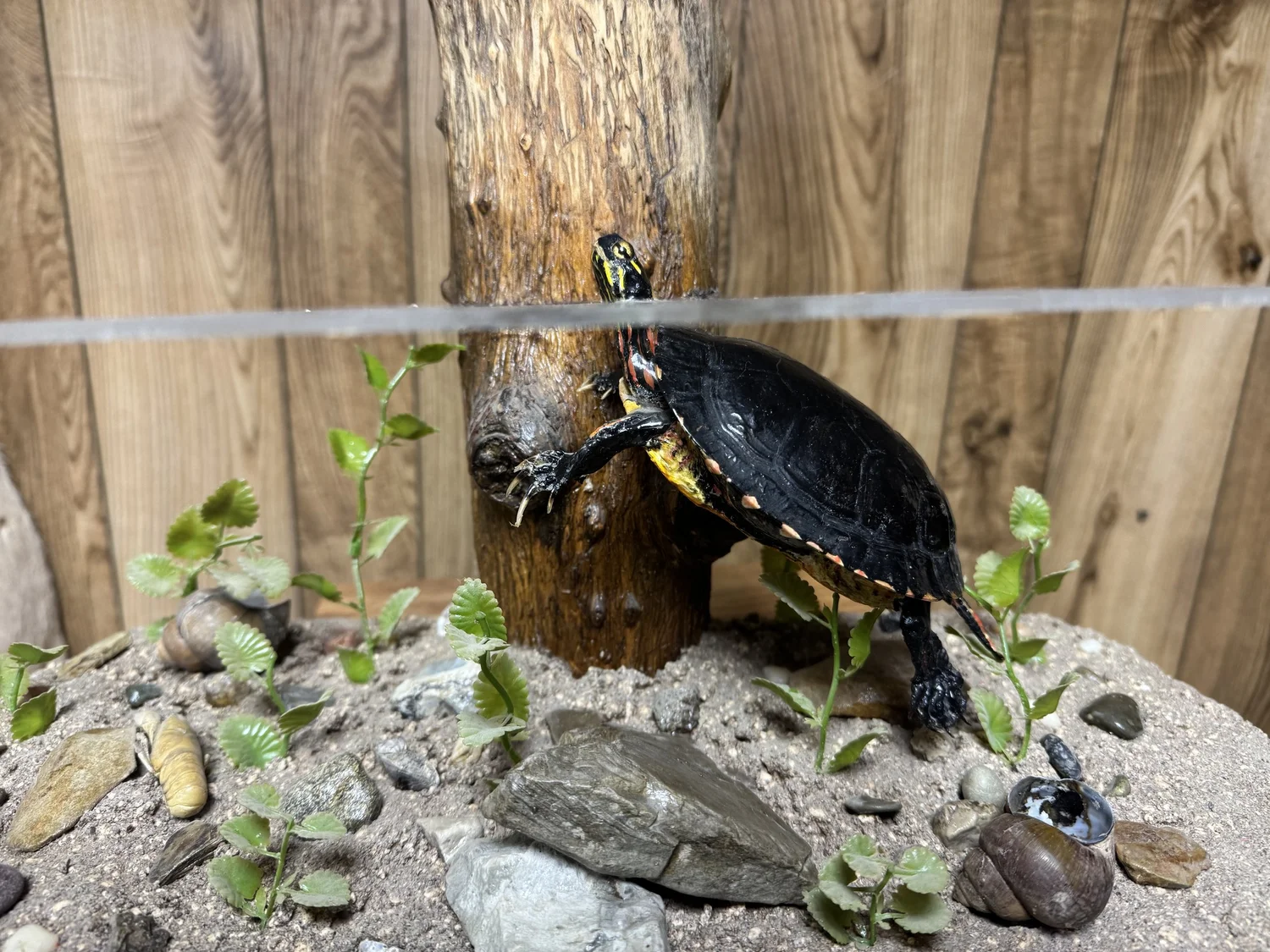Aquarium scene with painted turtle, 18" top, 7" tall, view 1