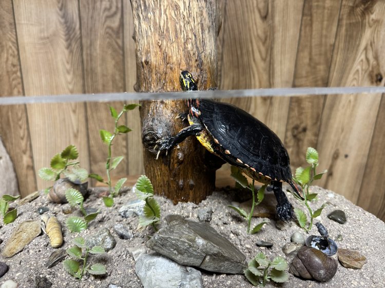 Aquarium scene with painted turtle, 18" top, 7" tall