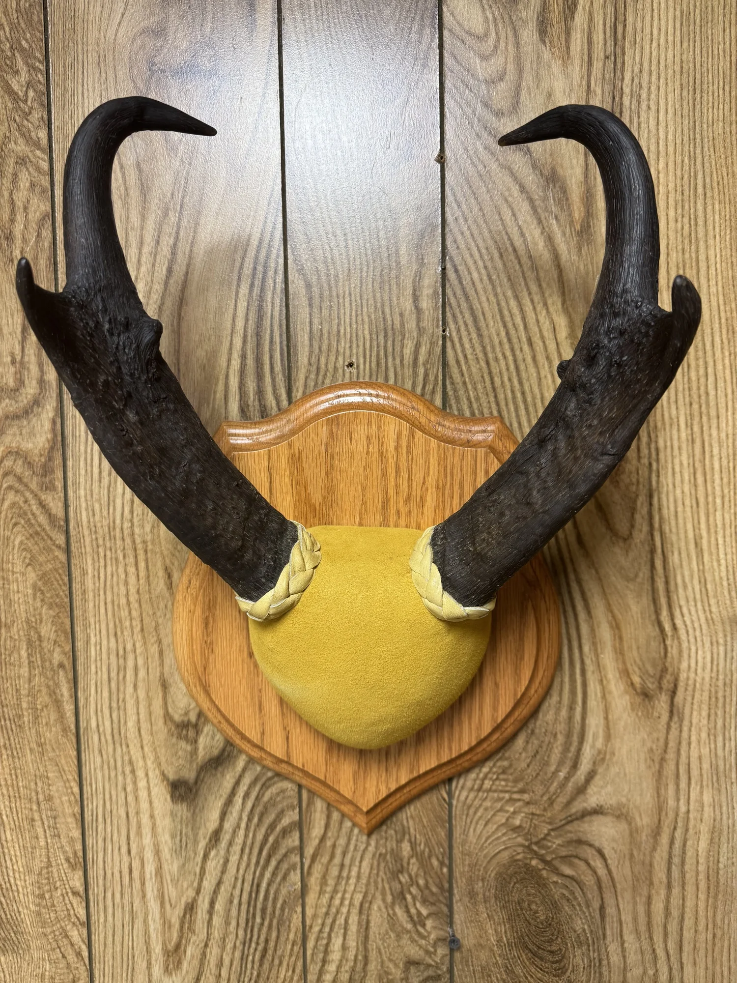 Pronghorn Antelope, 13" horn mount on oak panel, view 1