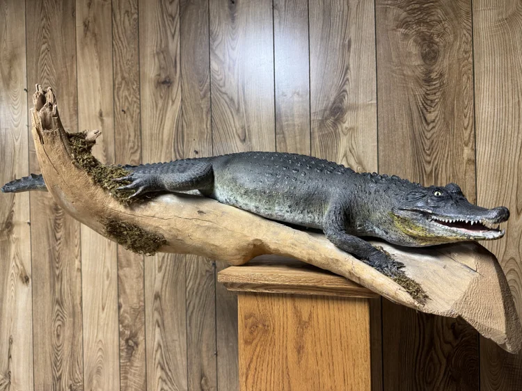 Caiman Alligator, 40", on driftwood