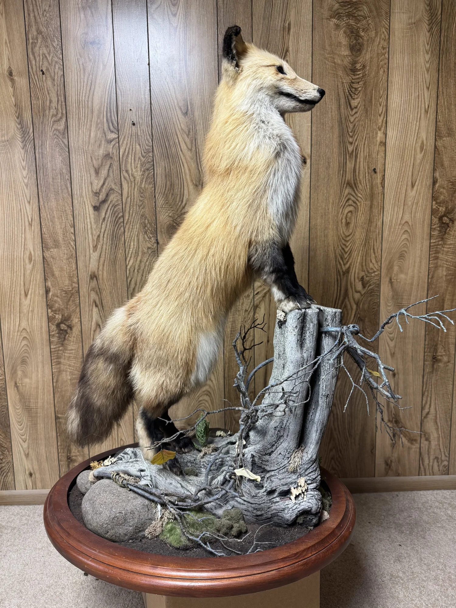 Red Fox in habitat scene, view 2