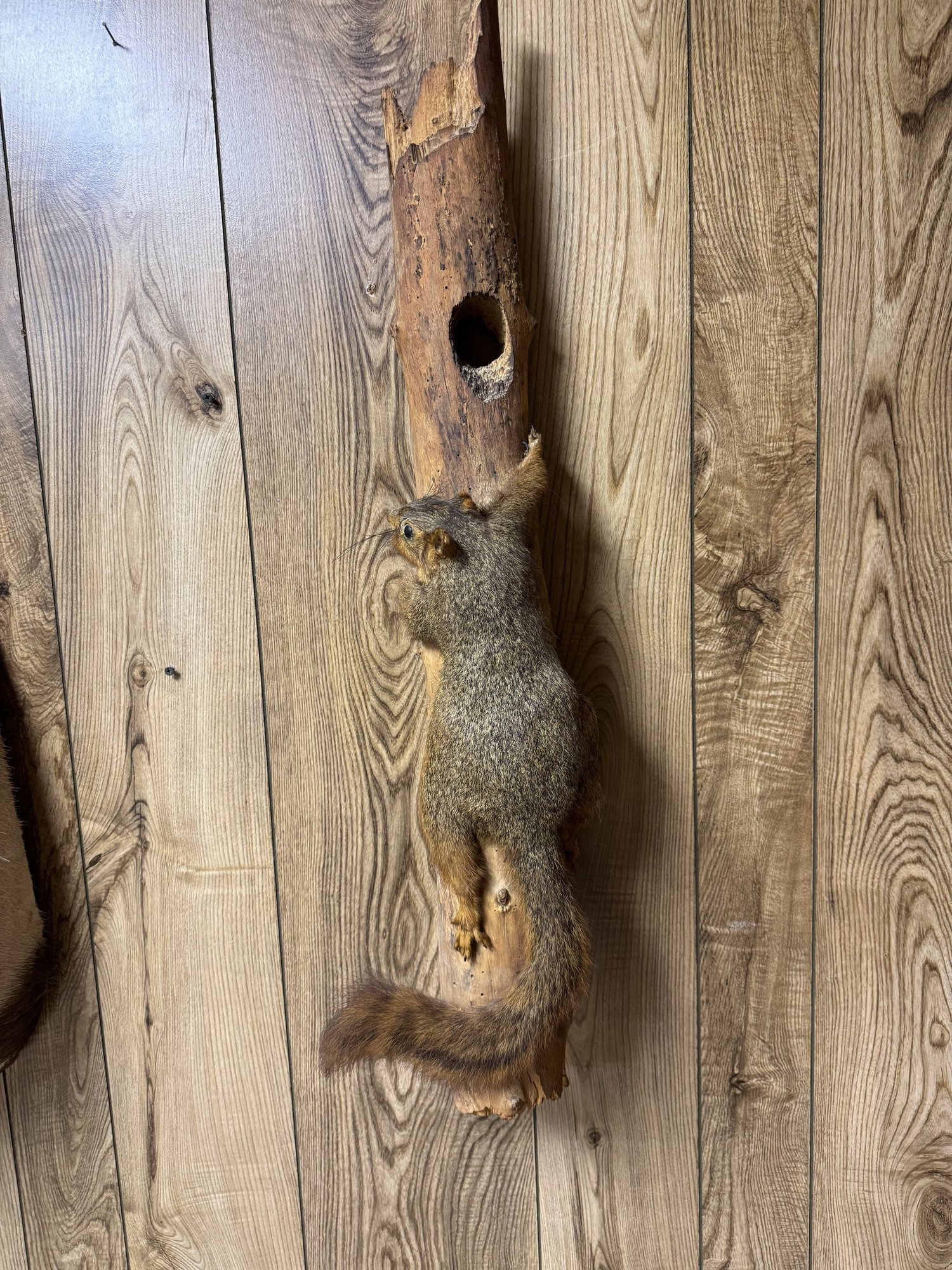 Squirrel climbing up branch, view 1