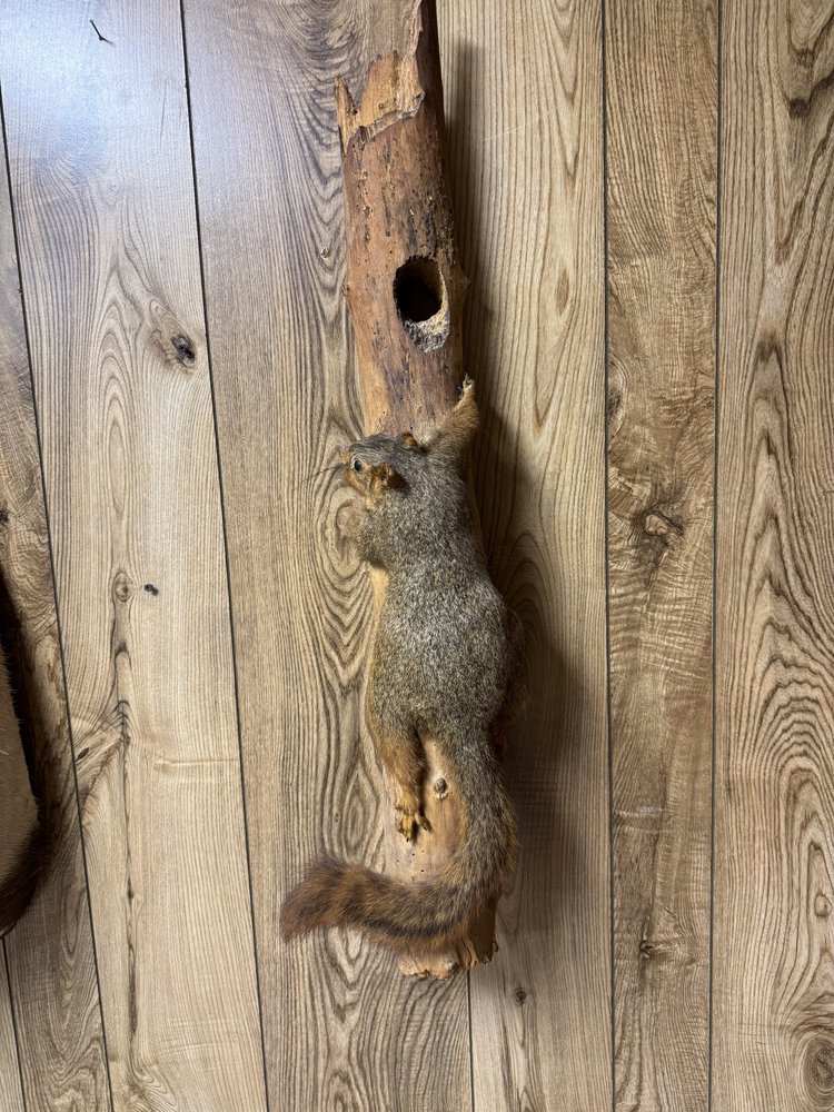 Squirrel climbing up branch