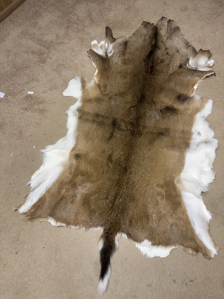 Whitetail deer tanned hide, 6 ft
