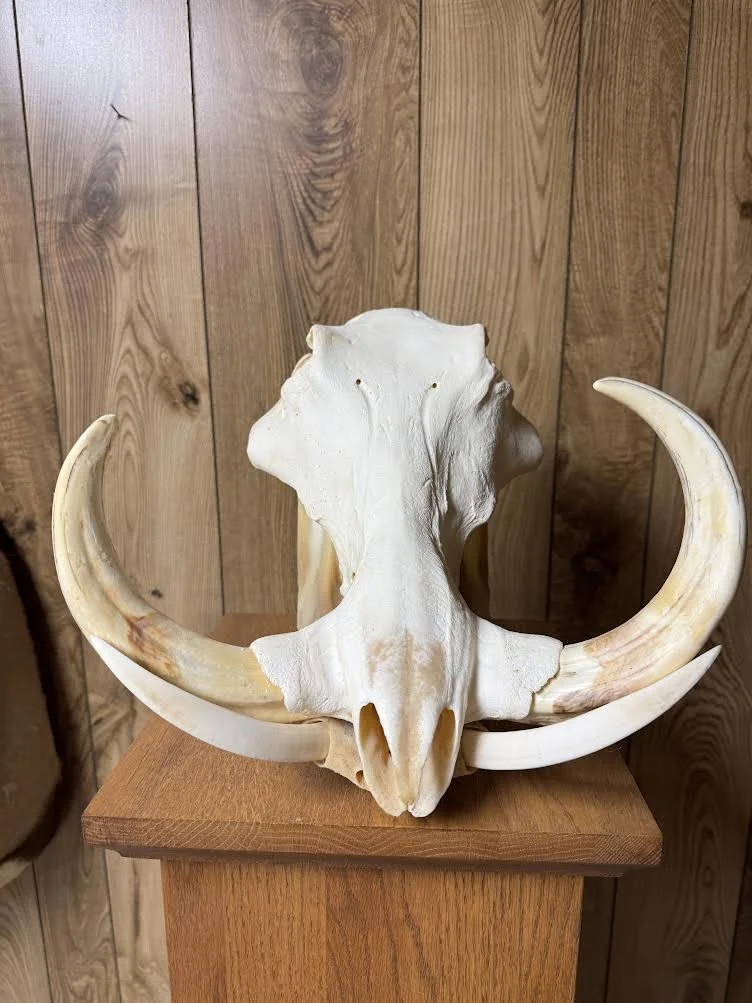 Warthog skull, view 1