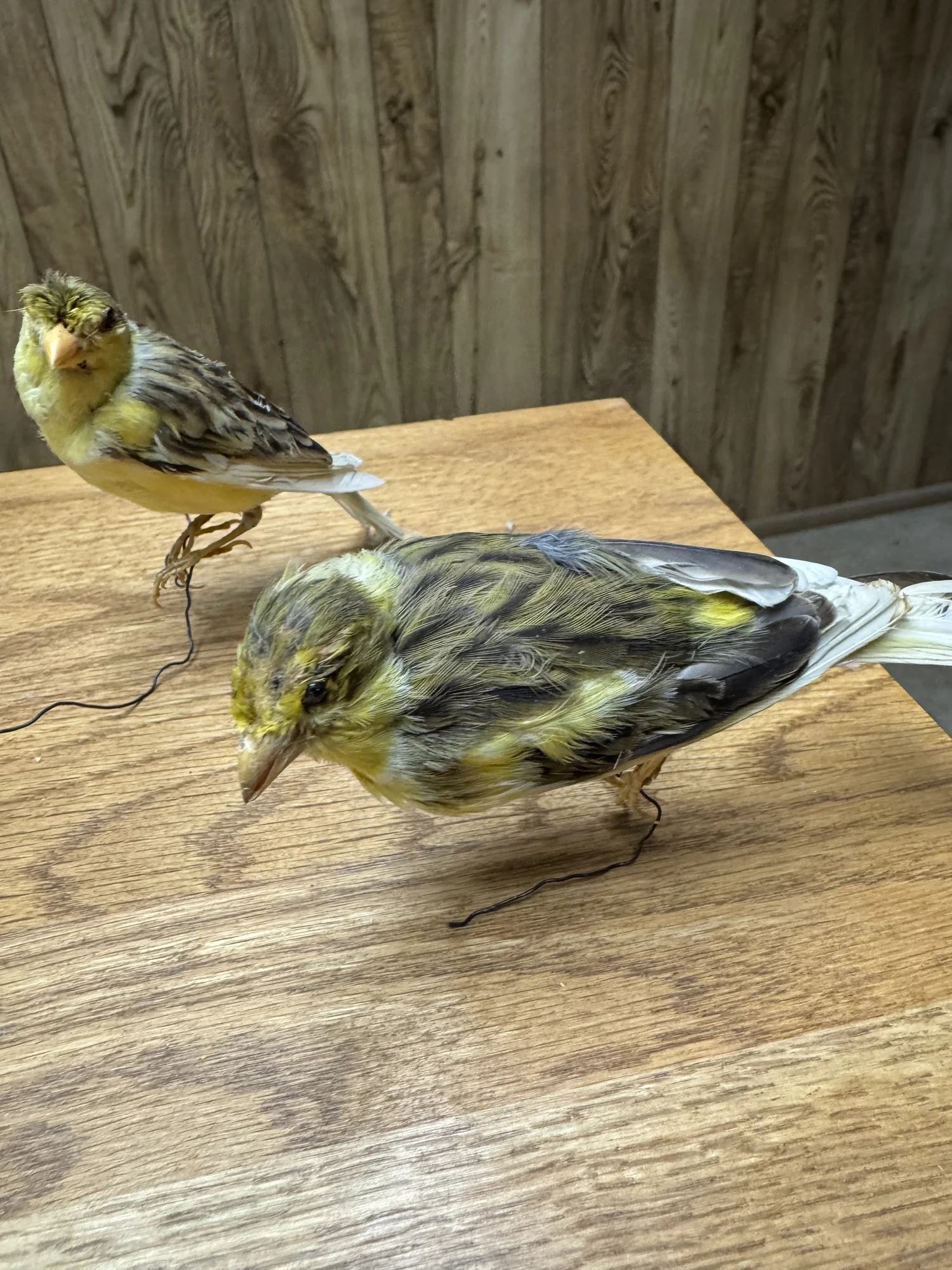 Canaries, wire-mounted, view 1