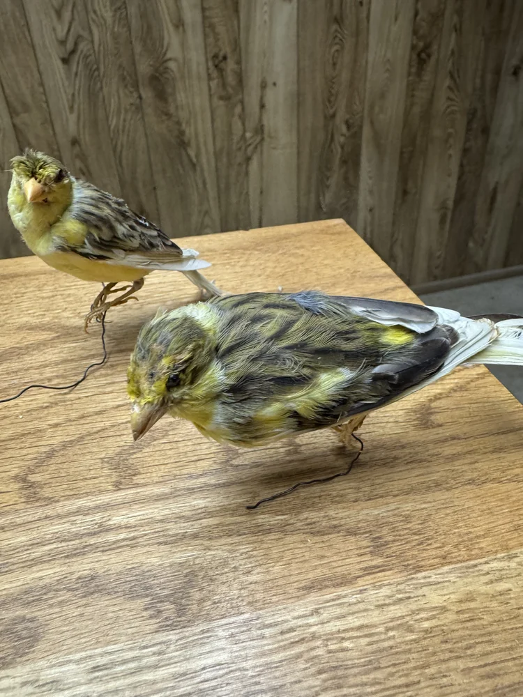 Canaries, wire-mounted