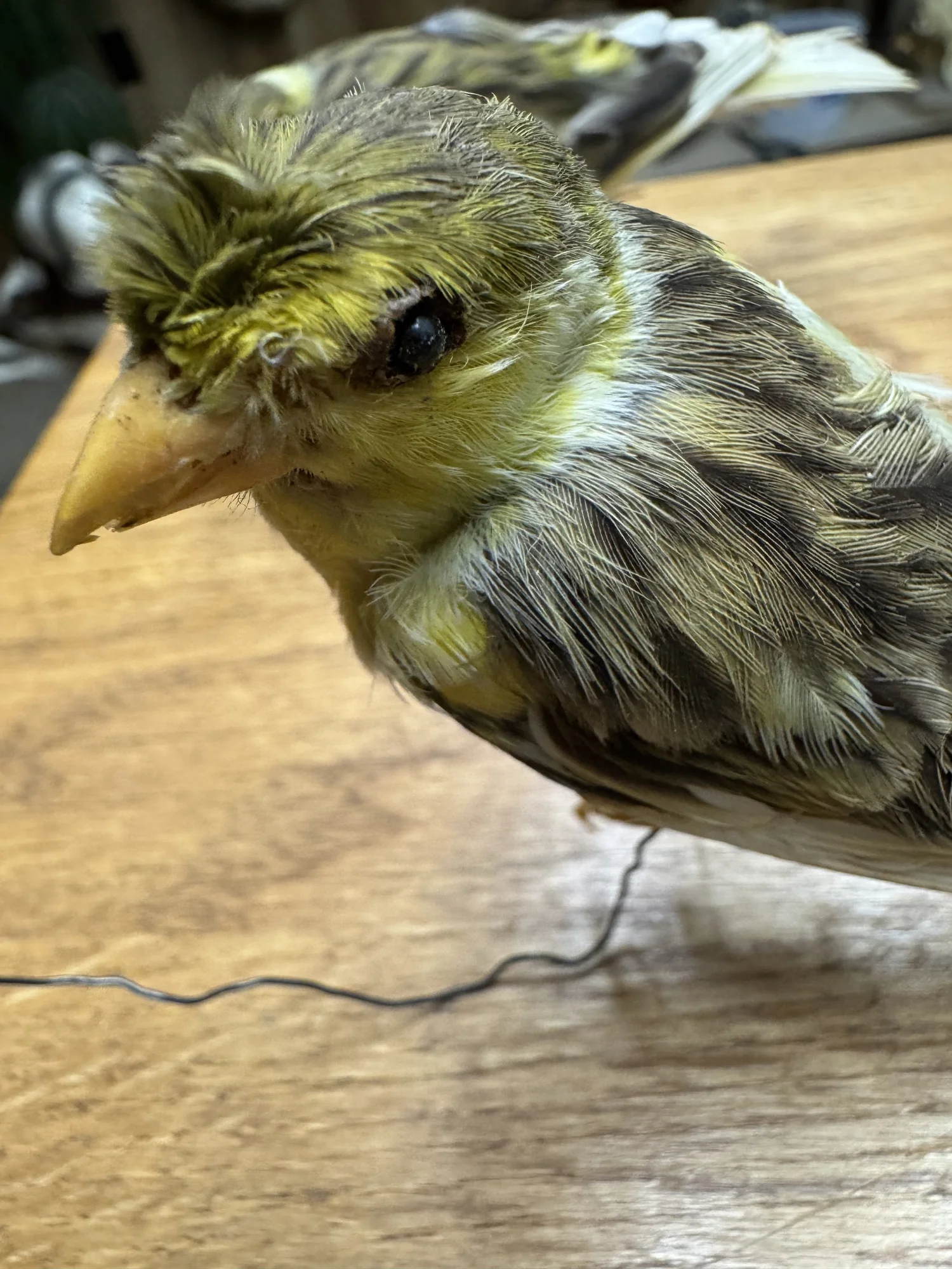 Canaries, wire-mounted, view 2