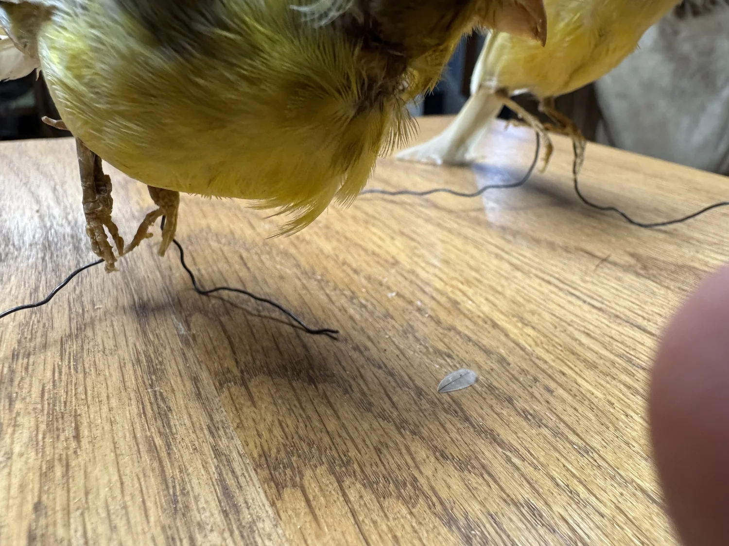 Canaries, wire-mounted, view 3