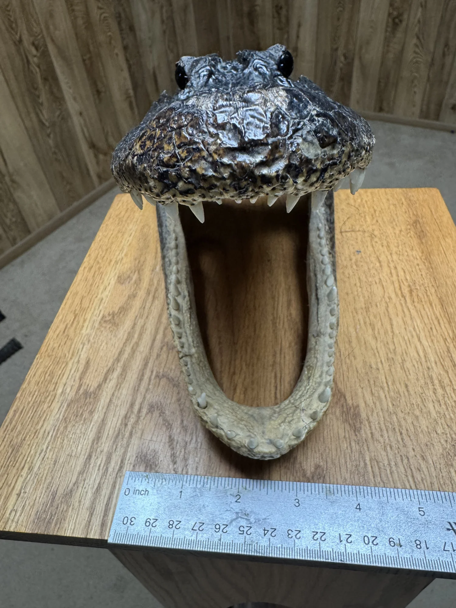 Alligator head, 10", view 2