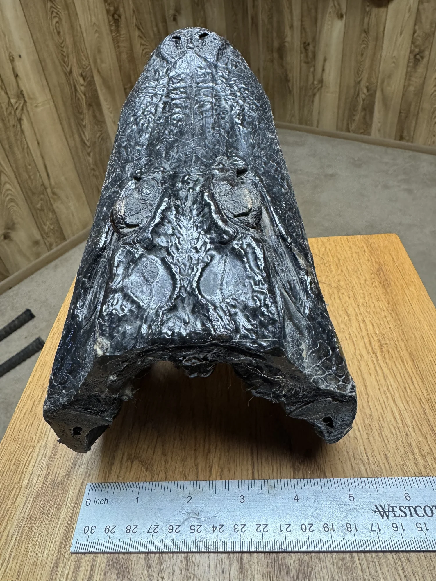 Alligator head, 10", view 3