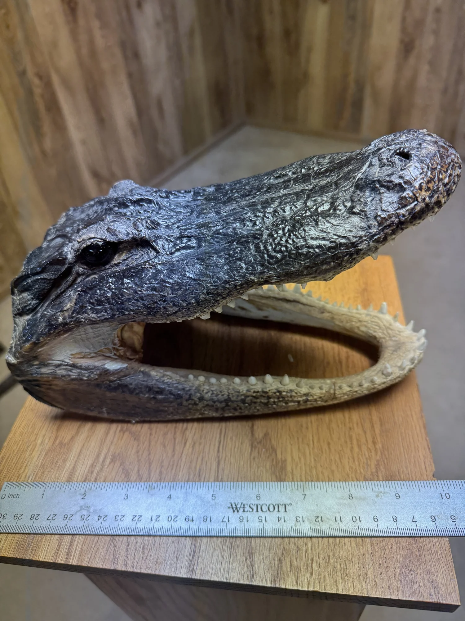 Alligator head, 10", view 1