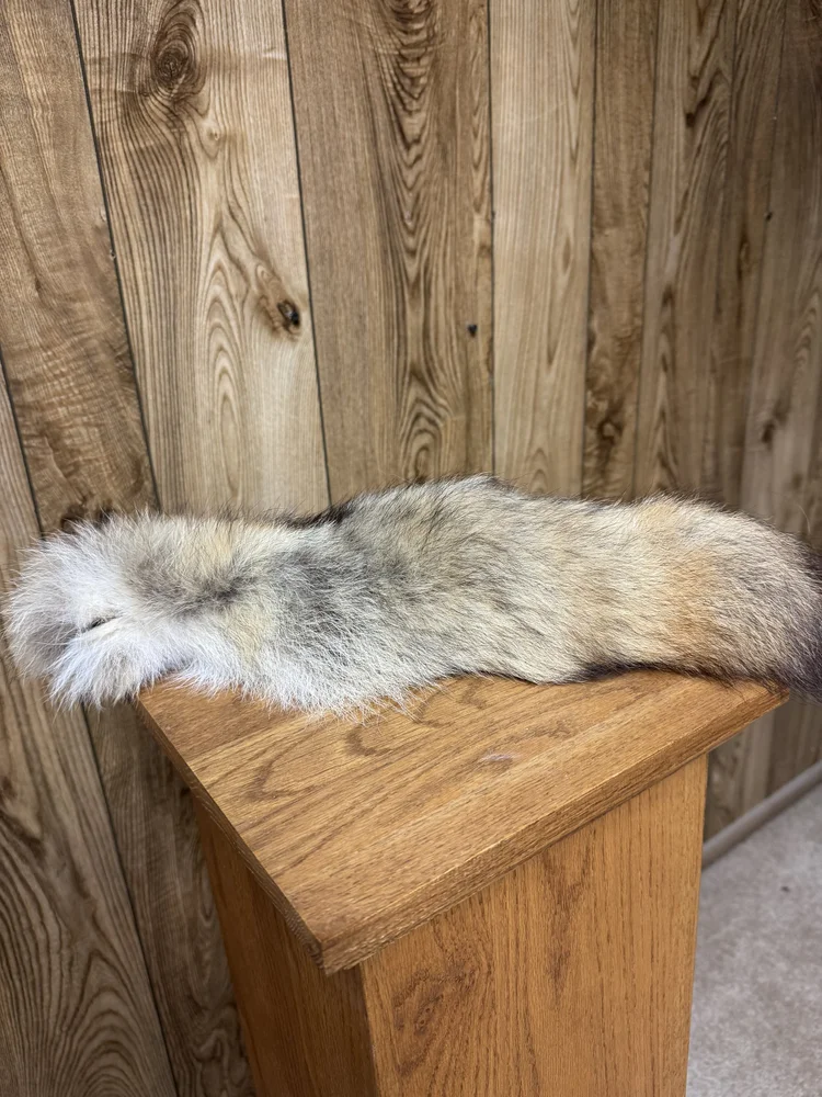 Coyote tail, 17"