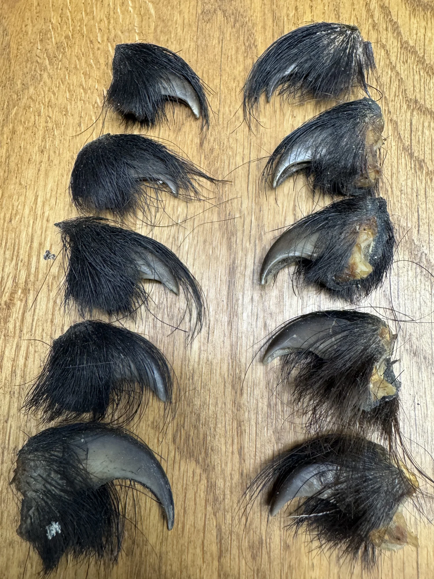 Bear claws, lot of 10, view 1