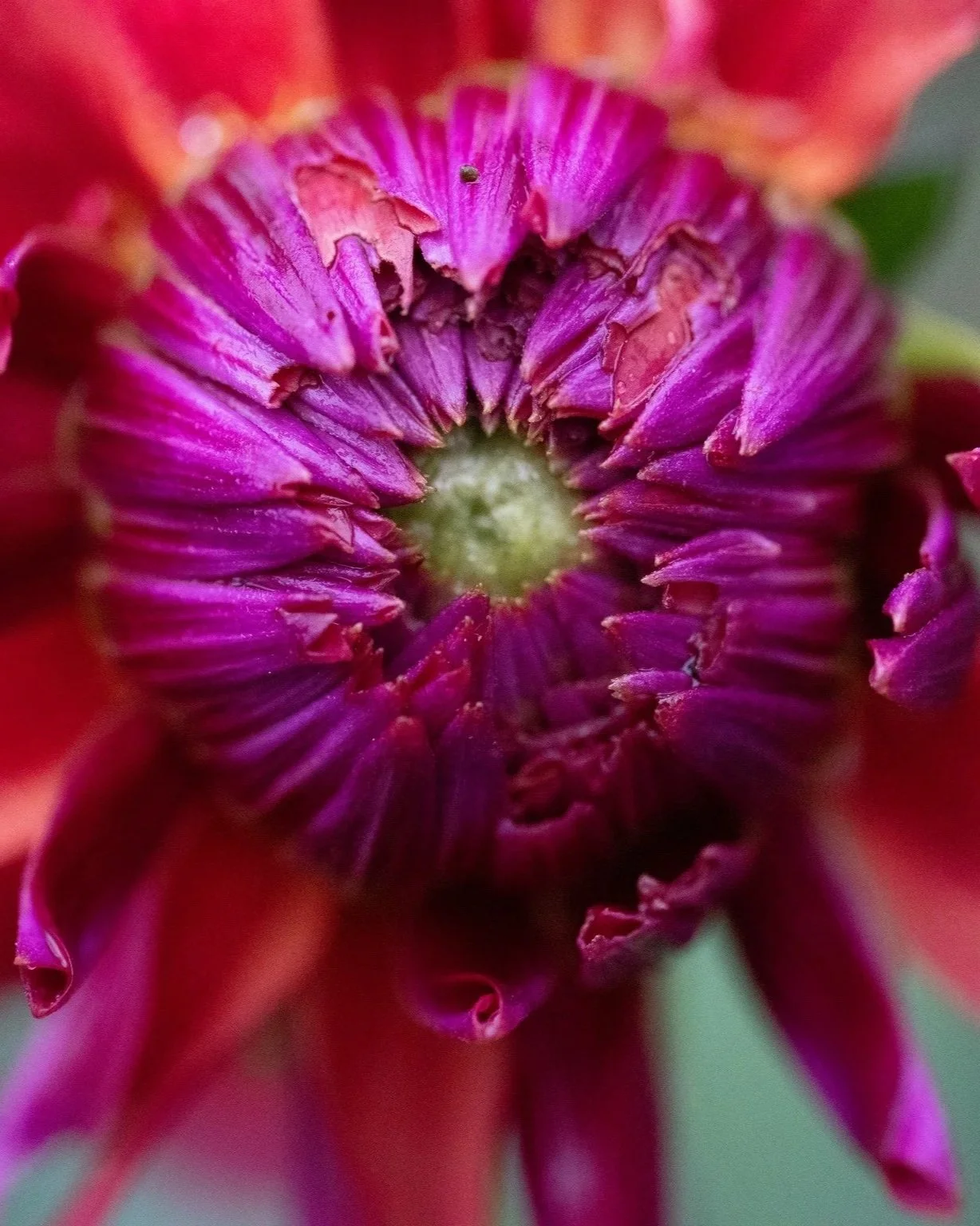 Poem: Go to the Garden