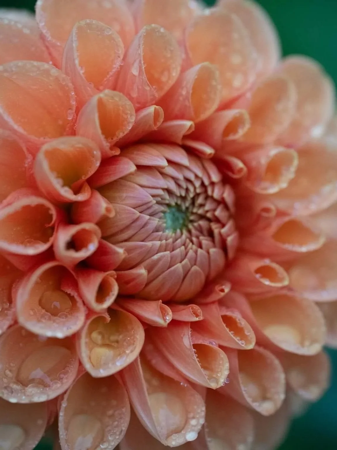 Poem: Go to the Garden
