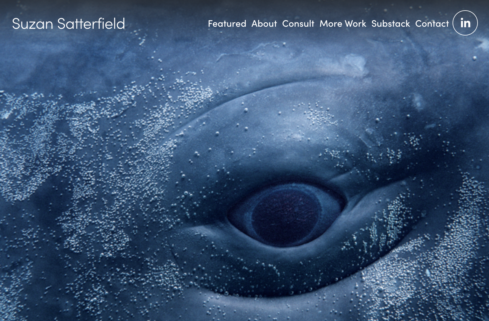 Suzan_Satterfield_Whale_Website.png