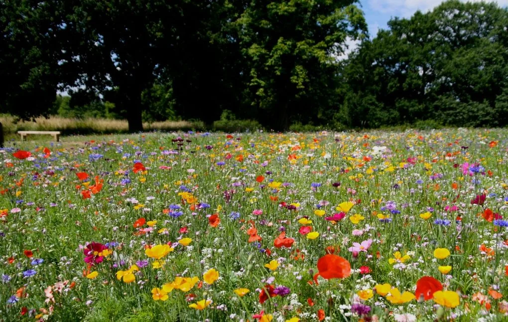 Meadow-12-edit-1020x646.jpg
