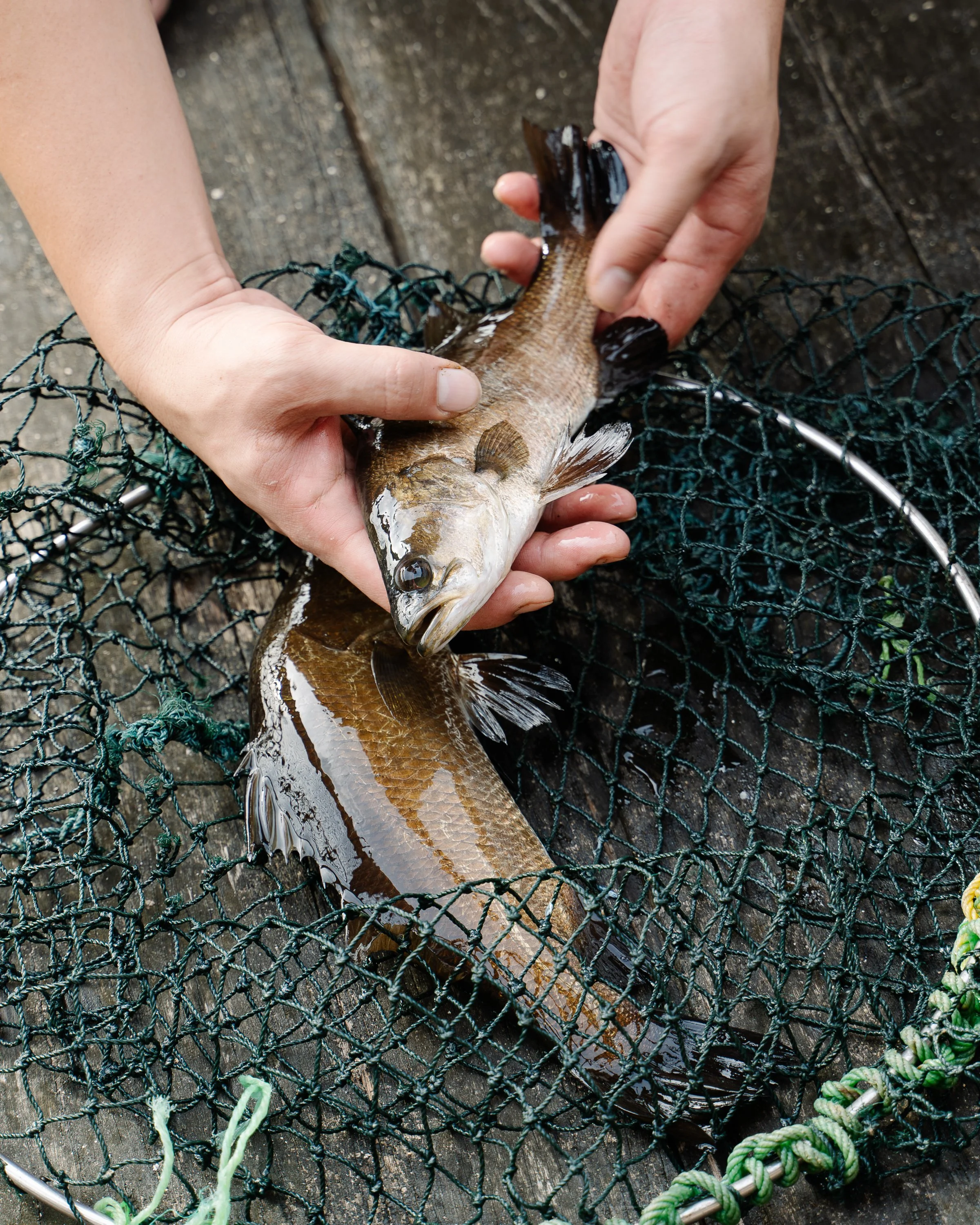 N&C-Ah Hua Kelong-Denoise-2.jpg