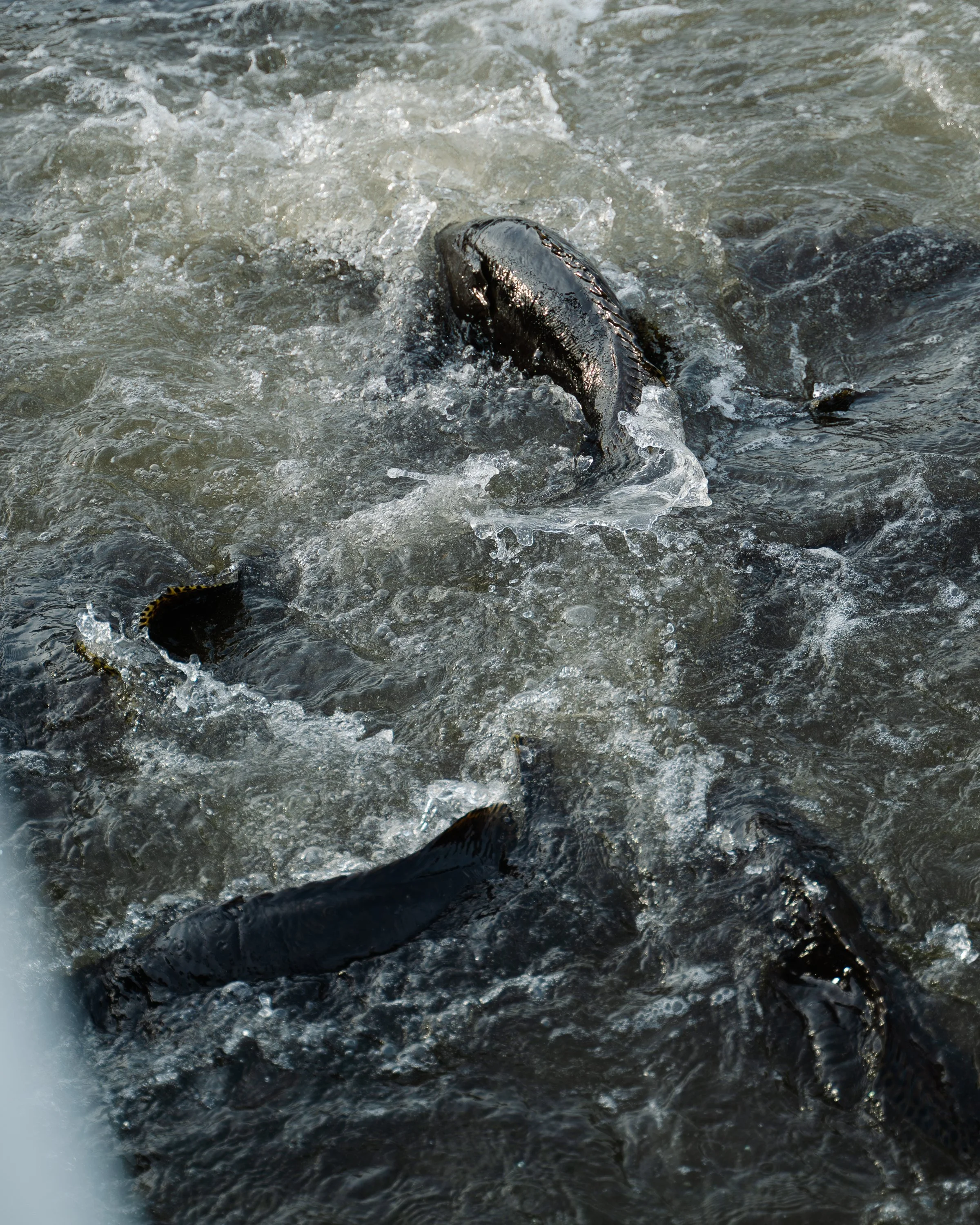 N&C-Ah Hua Kelong-Denoise-7.jpg