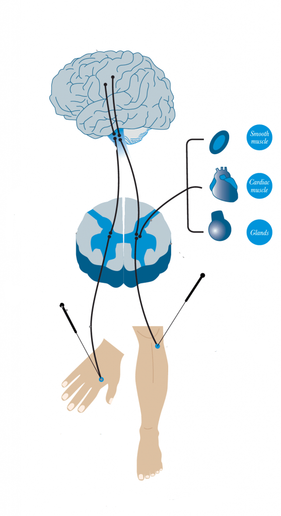 Image credit to Evidence Based Acupuncture
