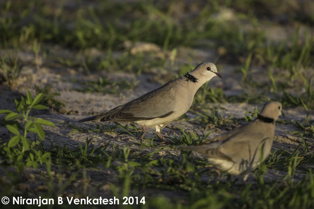 Cape Turtle Dove