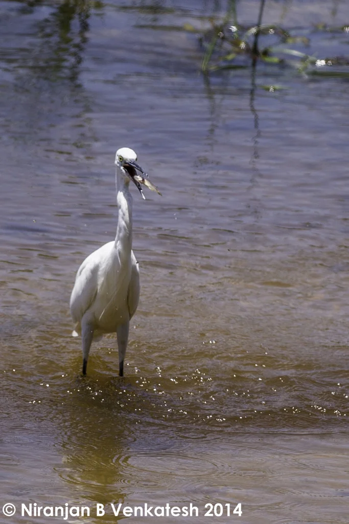Great Egret with catch