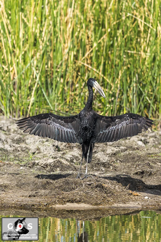 Open-billed Stork Wings Open !