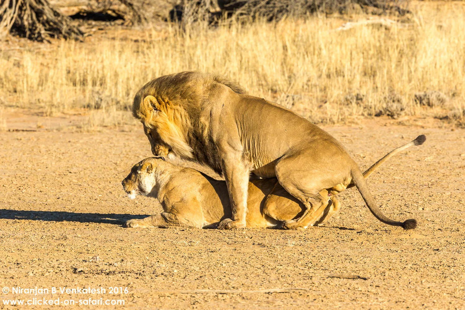 Mating Lions !