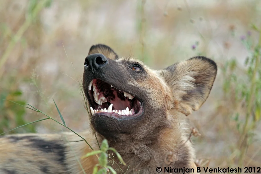 African Wild Dog