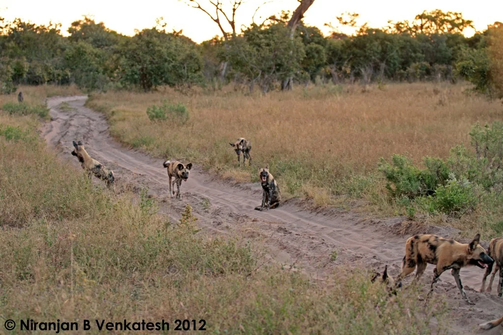 African Wild Dogs